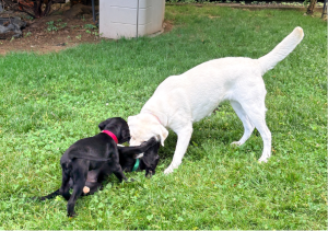 Labrador Retriever
