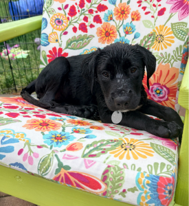black lab mix