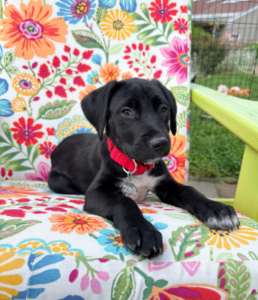 Black Labrador Mix