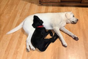 yelllow lab and black lab mix