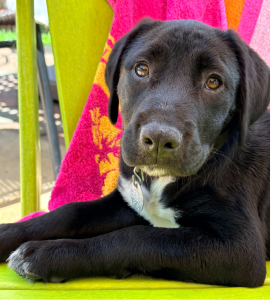 black lab mix