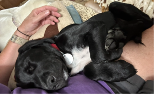 black lab mix