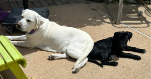 yelllow lab and black lab mix