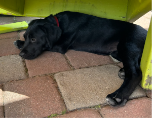 black lab mix