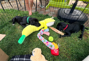 black lab mix