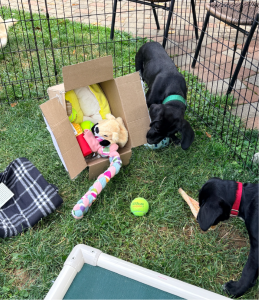 black lab mix