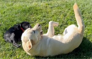 yelllow lab and black lab mix
