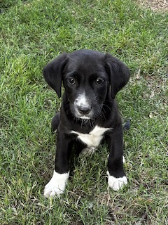 Labrador Mix
