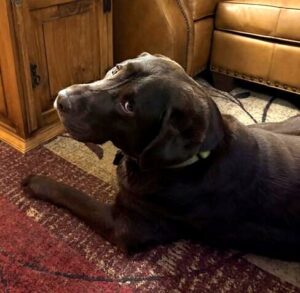 Chocolate Labrador