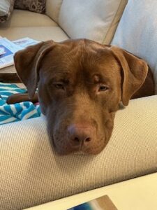 Chocolate Labrador Mix