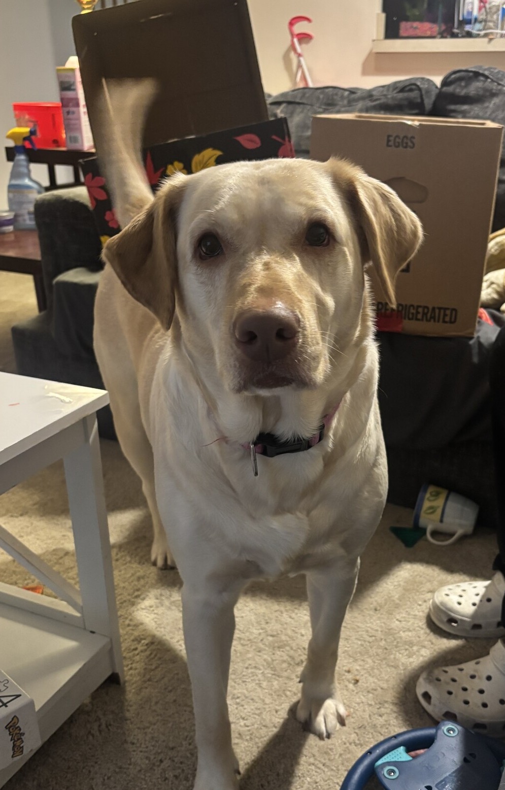 Yellow Labrador