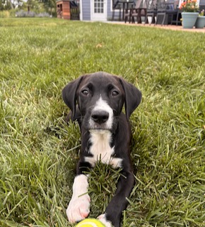 Black Labrador Mix