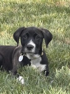 Black Labrador Mix