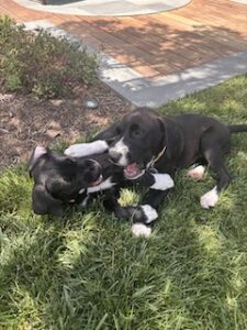 Black Labrador Mix