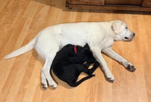 yelllow lab and black lab mix