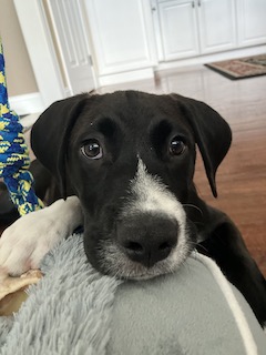 Black Labrador Mix