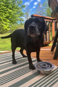 black Labrador Retriever