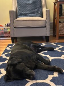black Labrador Retriever