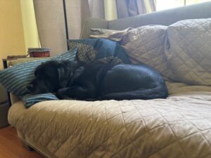 black Labrador Retriever