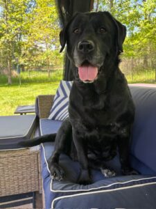 black Labrador Retriever
