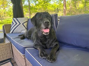 black Labrador Retriever