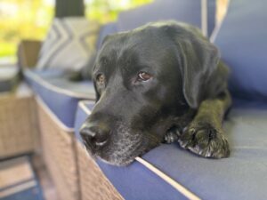 black Labrador Retriever