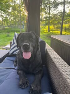 black Labrador Retriever