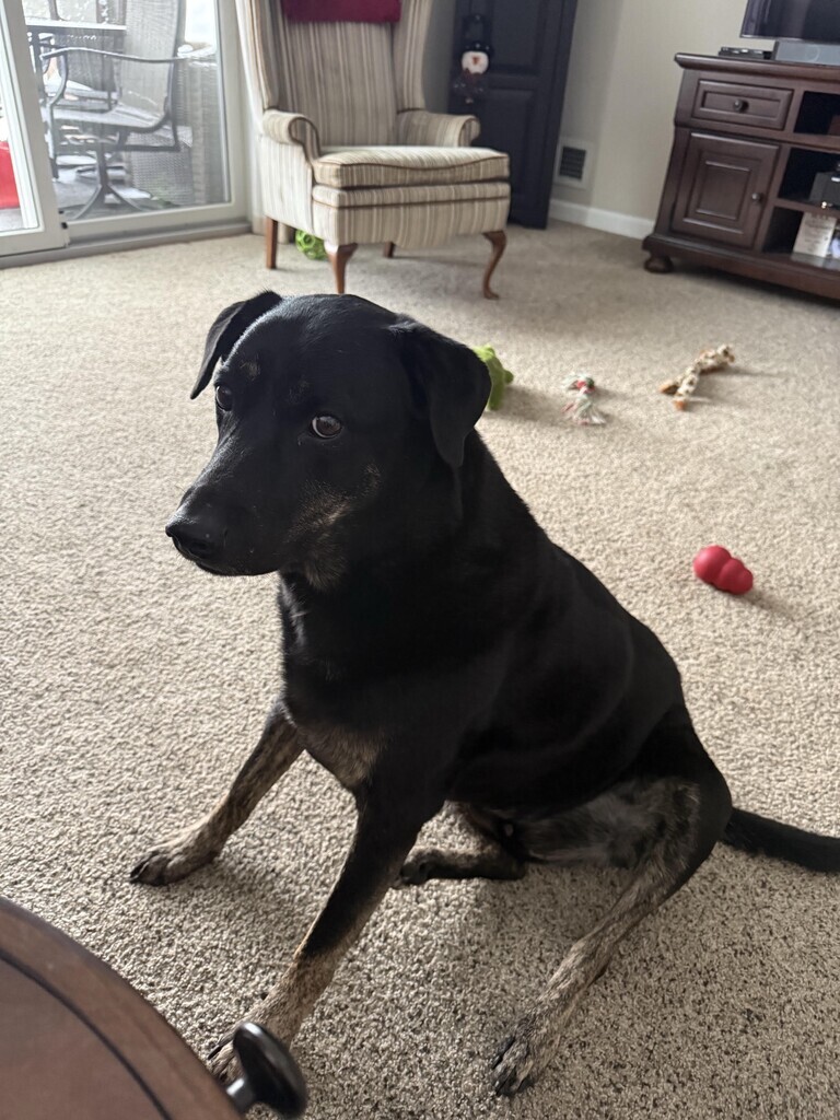 Black Labrador Mix