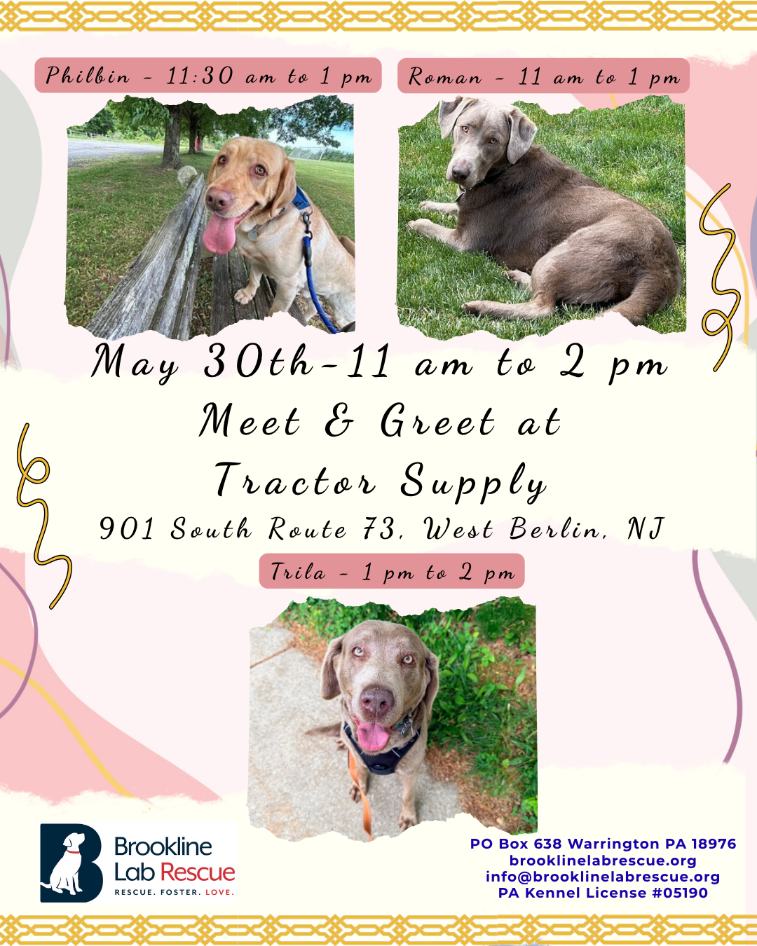 Come out to meet 3 of our available Labs, Philbin, roman and Trila, on Saturday, May 30th between 11 am and 2 pm.
