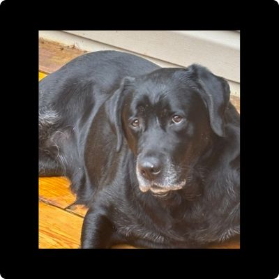 Black Labrador
