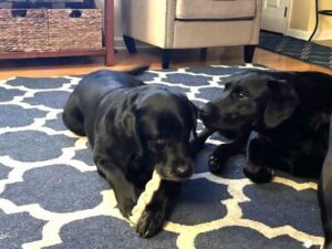 Black Labradors