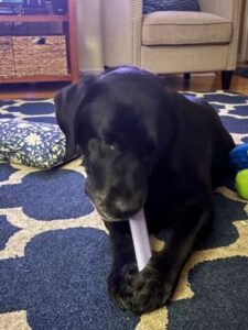 Black Labrador