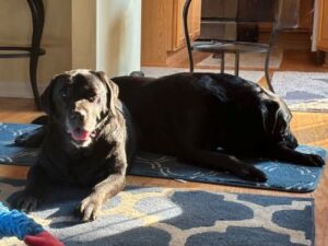 Black Labradors