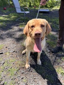 Yellow Labrador Retriever