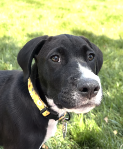 black labrador retriever mix