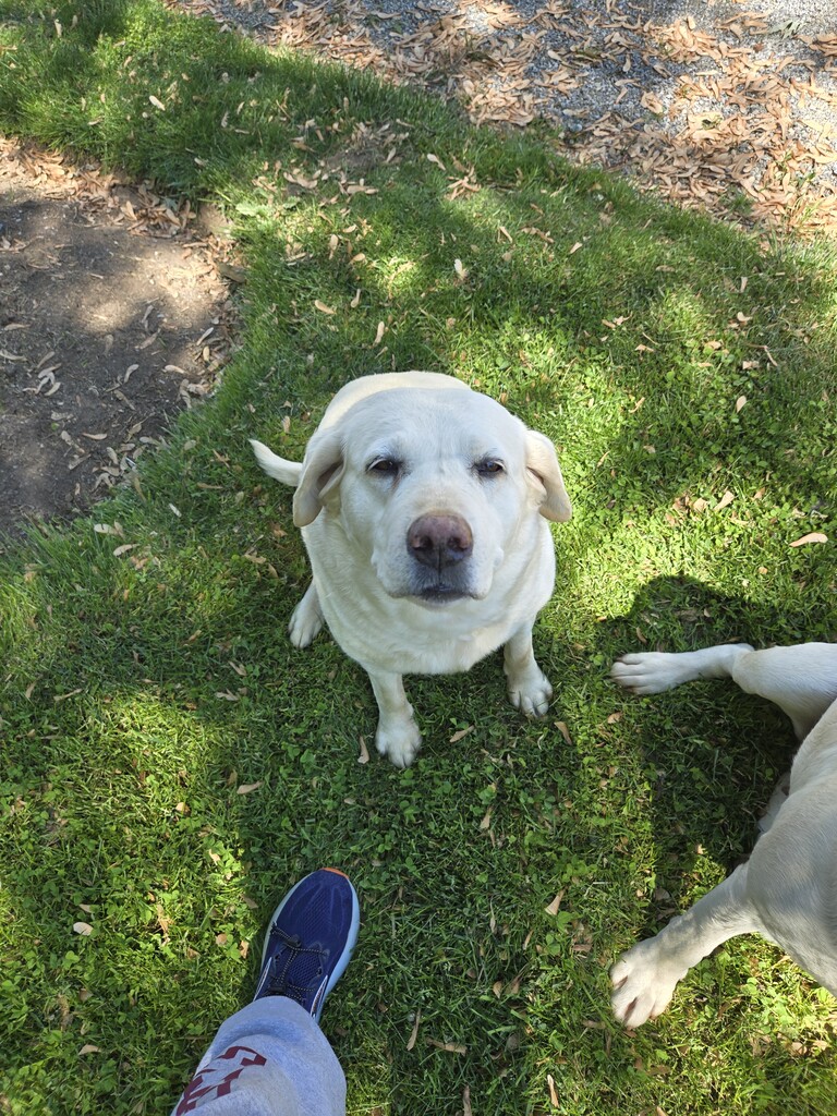 Yellow Labrador Retriever
