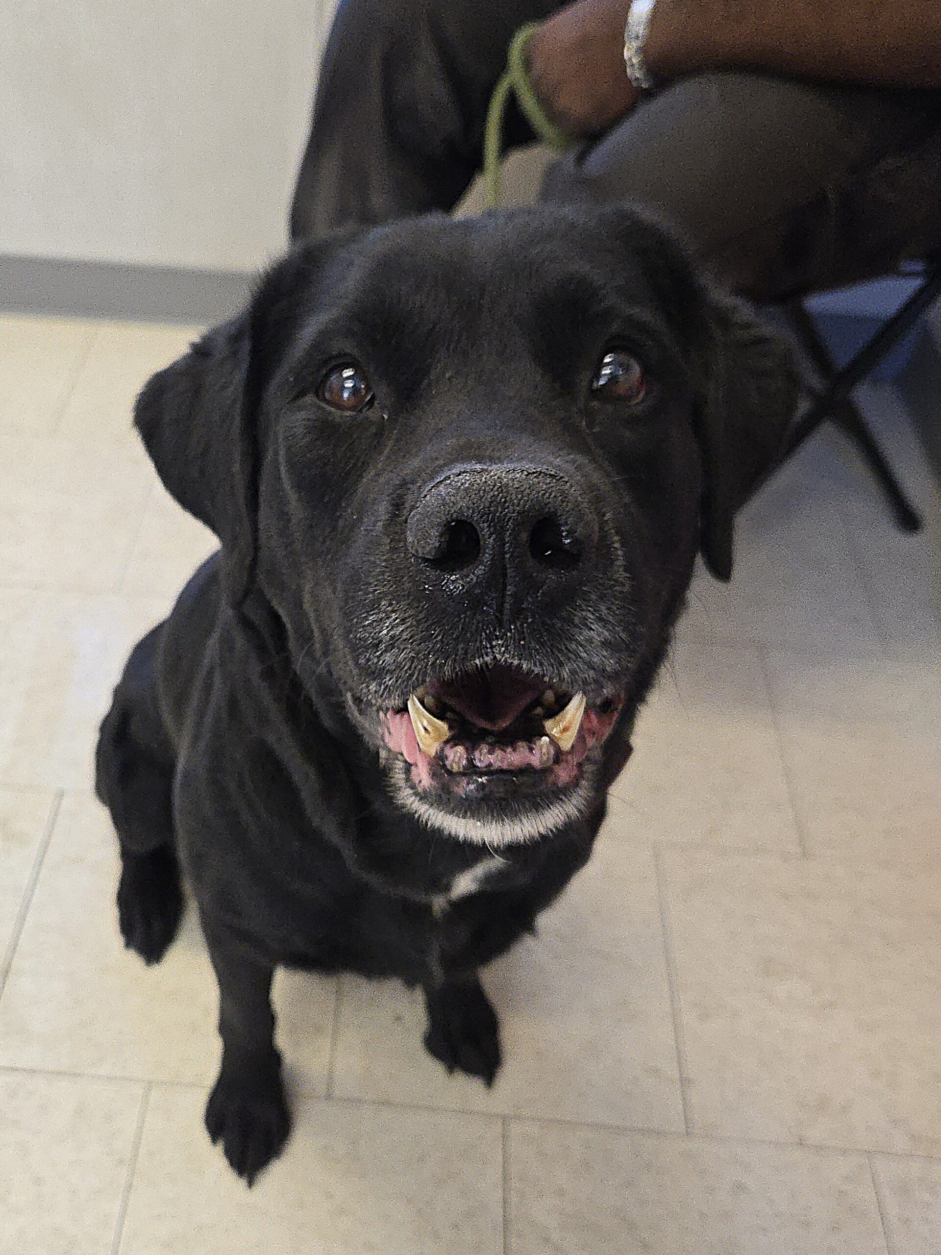Black Labrador Retriever Mix