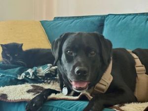 States Black Labrador Retriever Mix Male 8+ Years Old ID#3810