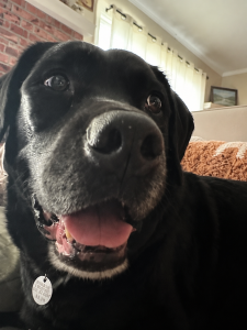 States Black Labrador Retriever Mix Male 8+ Years Old ID#3810