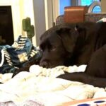 Black Labrador mix