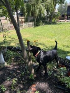 Black Labrador mix
