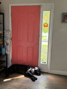 Black Labrador mix