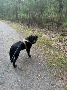 States Black Labrador Retriever Mix Male 8+ Years Old ID#3810