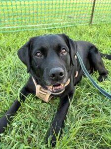 black labrador mix