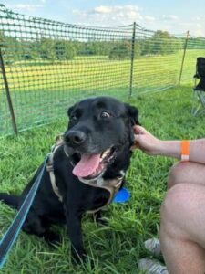 black labrador mix