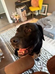 States Black Labrador Retriever Mix Male 8+ Years Old ID#3810
