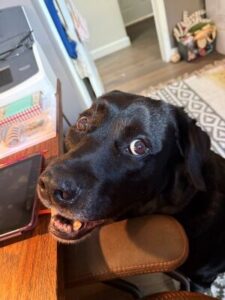 States Black Labrador Retriever Mix Male 8+ Years Old ID#3810