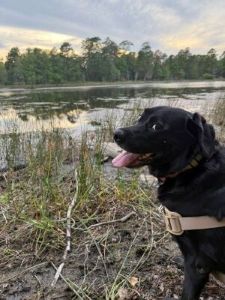States Black Labrador Retriever Mix Male 8+ Years Old ID#3810