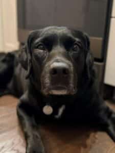 States Black Labrador Retriever Mix Male 8+ Years Old ID#3810