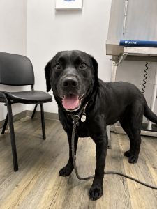 black lab mix